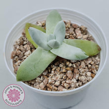Load image into Gallery viewer, Dudleya Pachyphytum - John & Norma's Succulents Australia