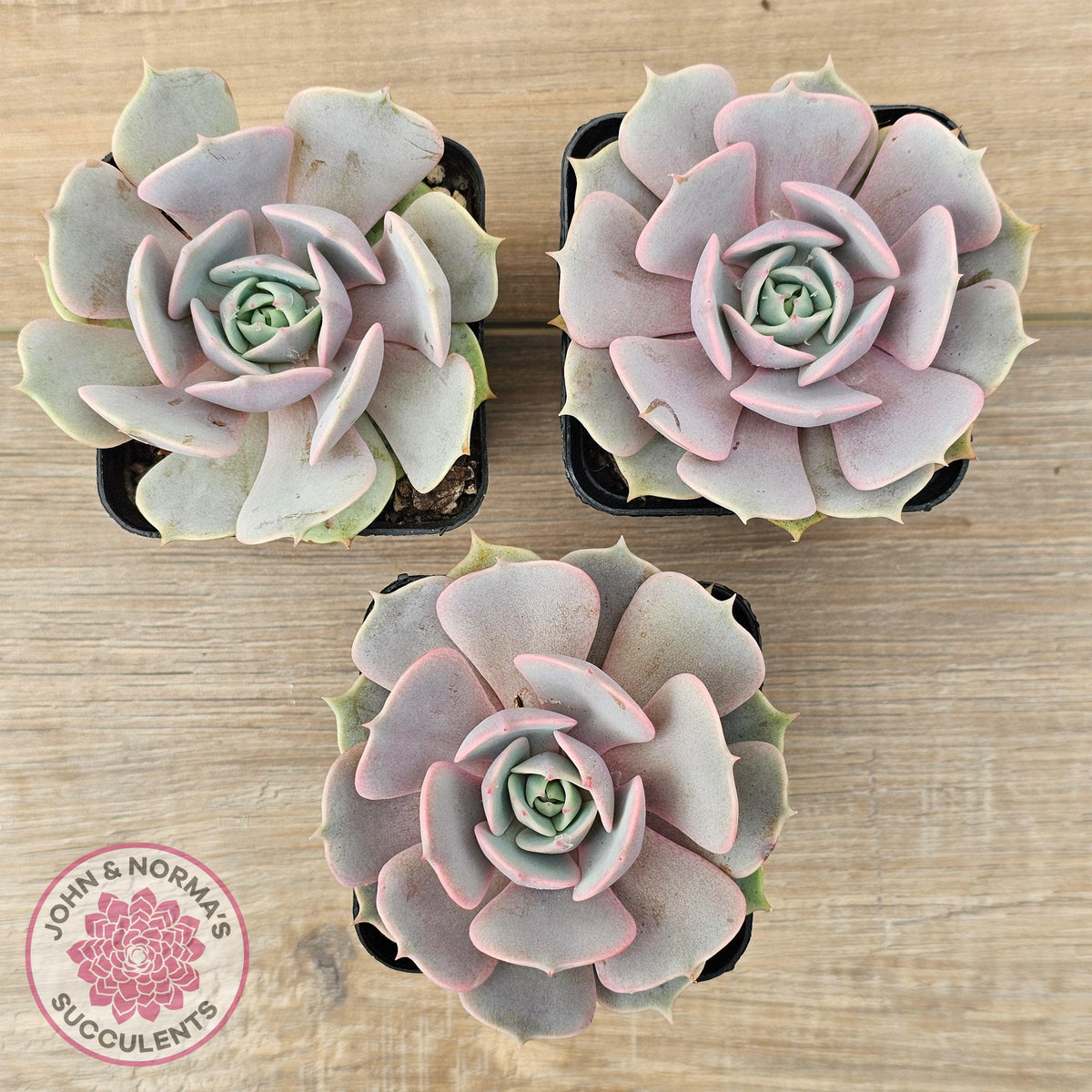 Echeveria 'Again' - Single