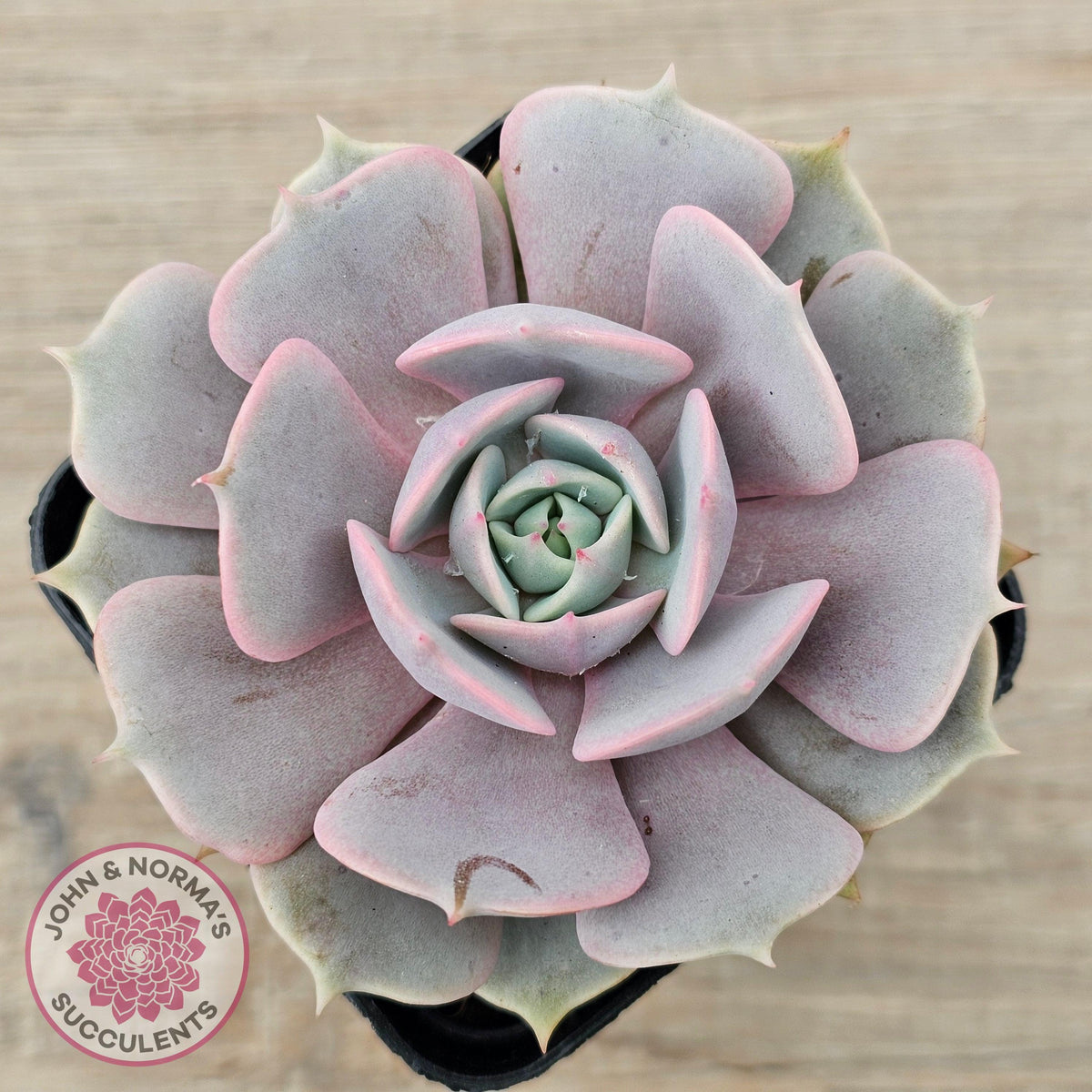 Echeveria 'Again' - Single