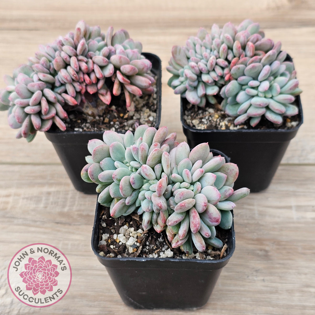 Echeveria 'Agate' Crest
