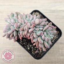 Load image into Gallery viewer, Echeveria 'Agate' Crest