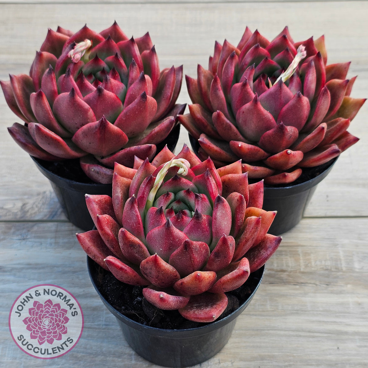 Echeveria Agavoides Amestro (Lg)