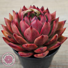 Load image into Gallery viewer, Echeveria Agavoides Amestro (Lg)