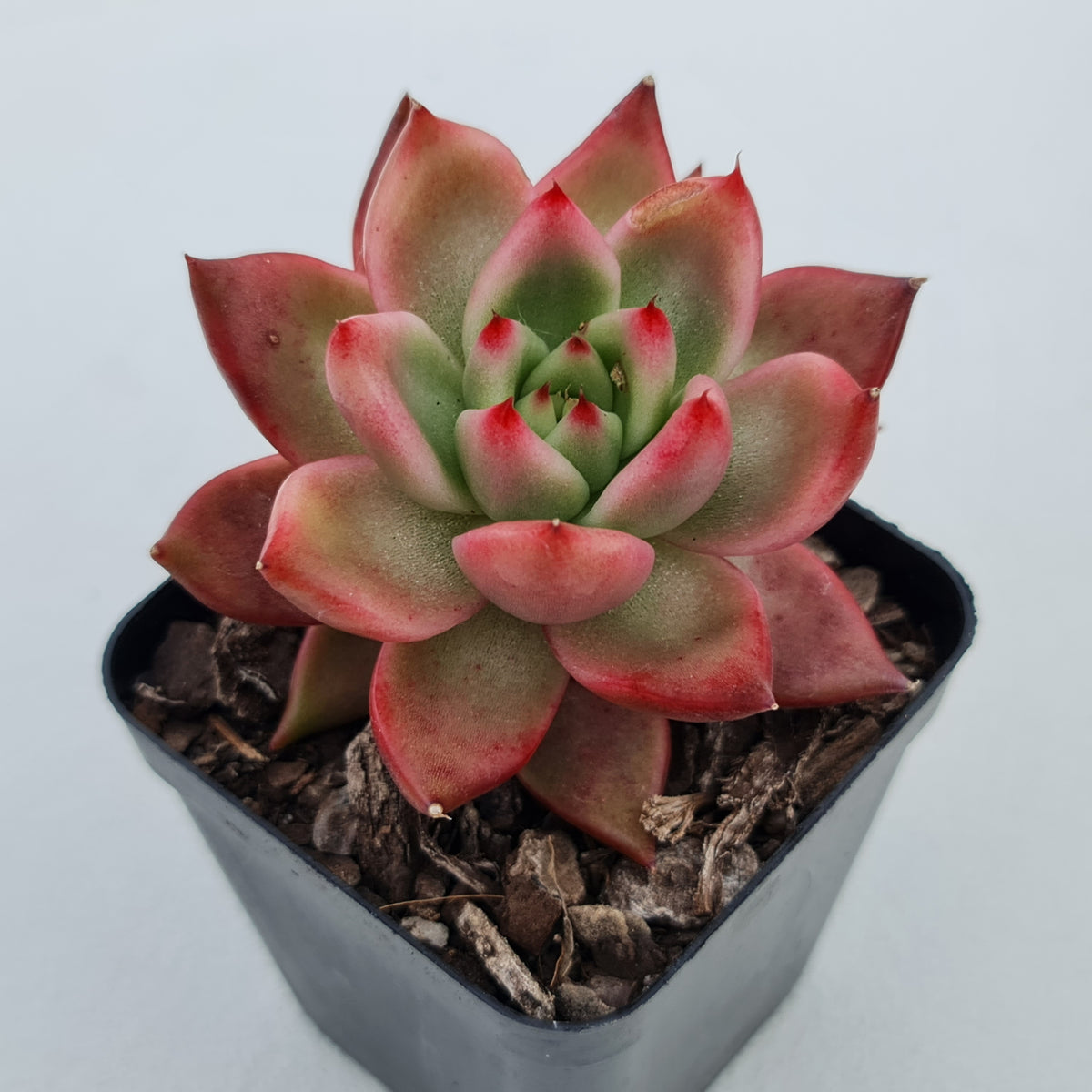 Echeveria Agavoides Amestro (Lg)