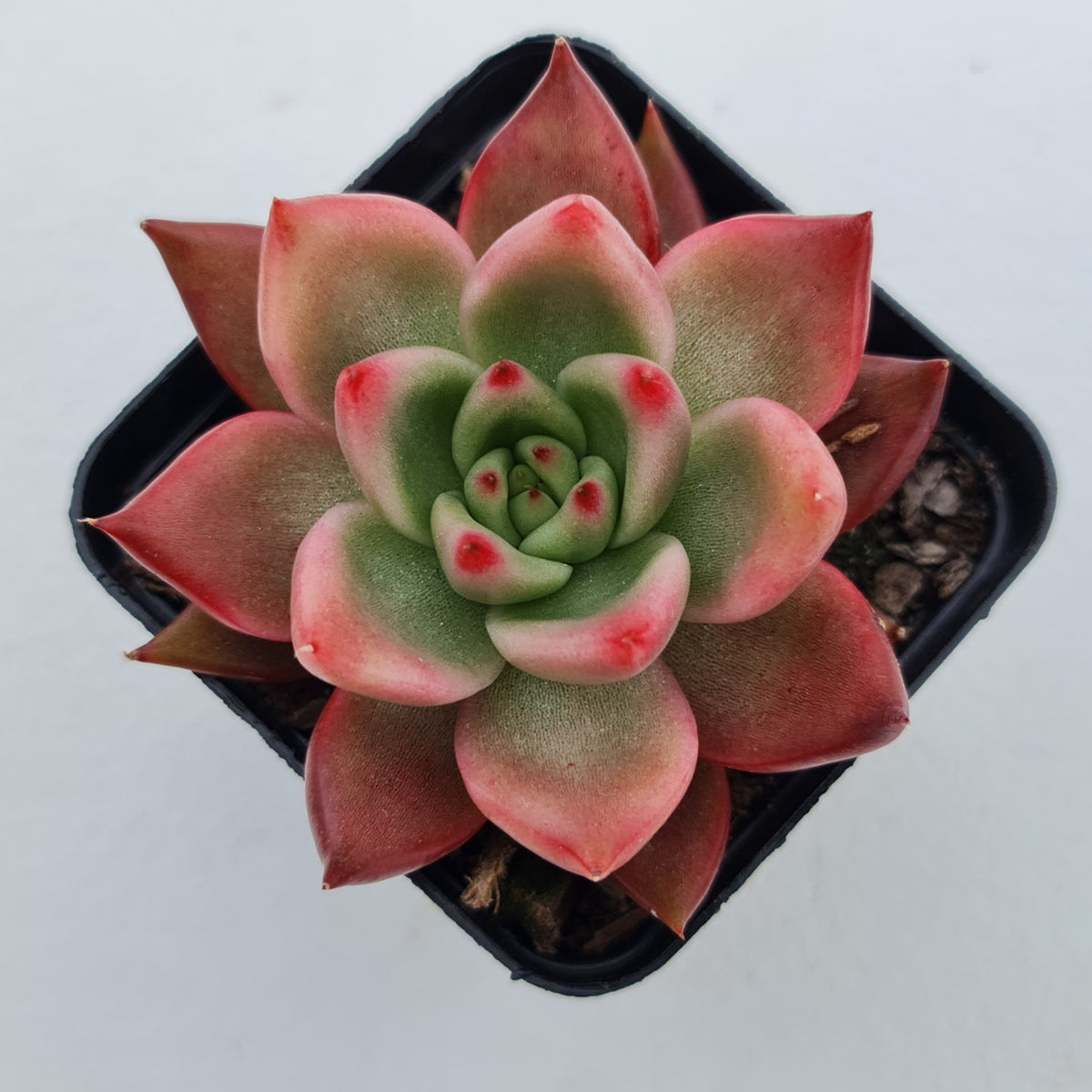 Echeveria Agavoides Amestro (Lg)