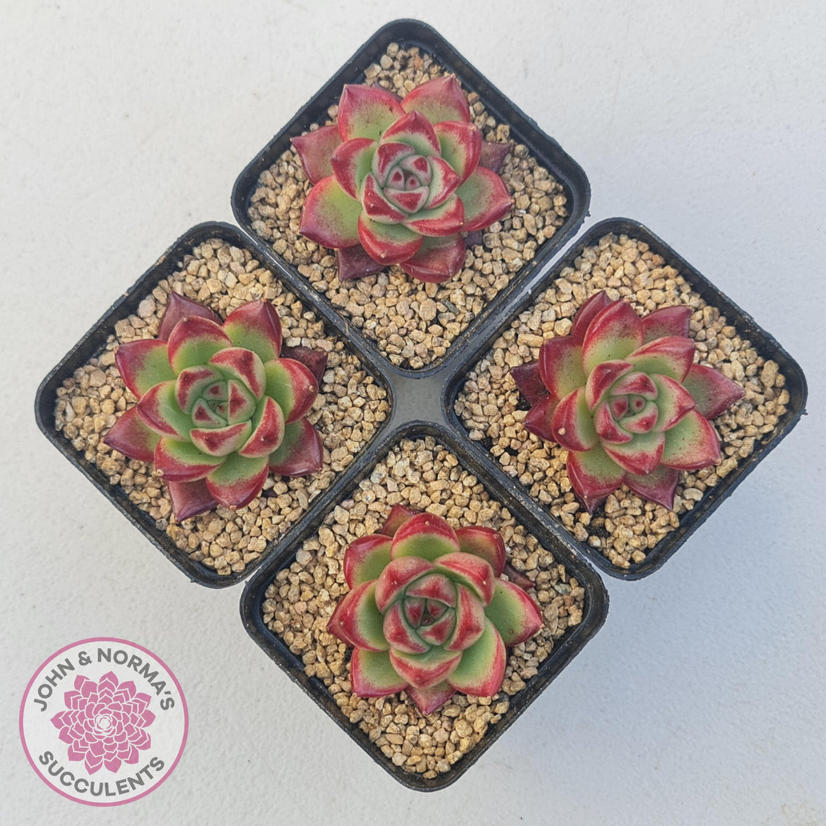 Echeveria Agavoides Angela