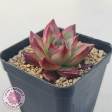 Load image into Gallery viewer, Echeveria Agavoides Angela - John & Norma's Succulents Australia