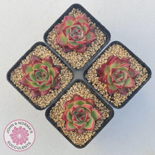 Load image into Gallery viewer, Echeveria Agavoides Angela - John & Norma's Succulents Australia