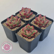 Load image into Gallery viewer, Echeveria Agavoides Angela - John & Norma's Succulents Australia