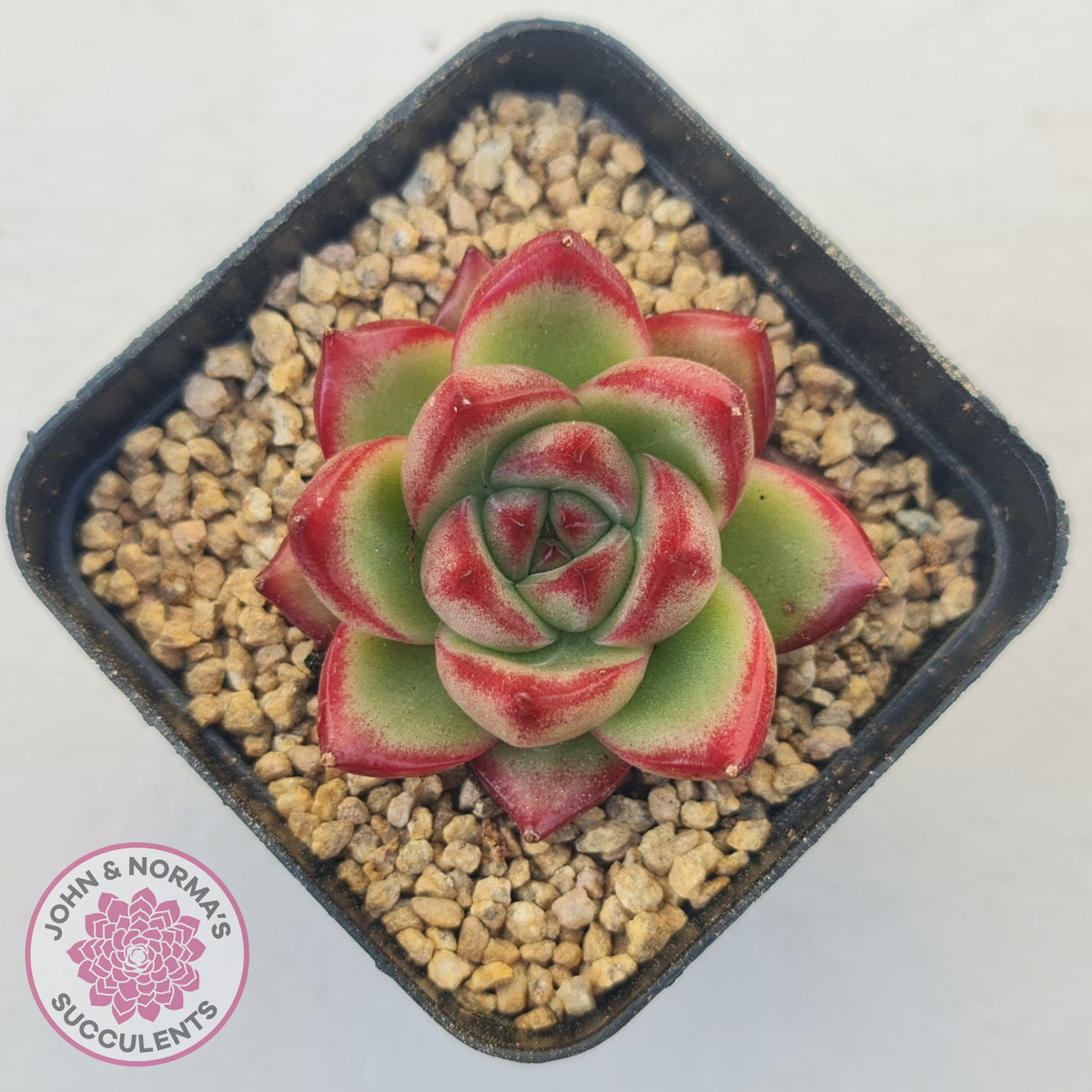 Echeveria Agavoides Angela
