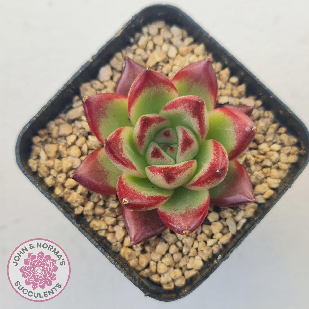 Echeveria Agavoides Angela