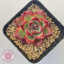 Load image into Gallery viewer, Echeveria Agavoides Angela - John & Norma's Succulents Australia