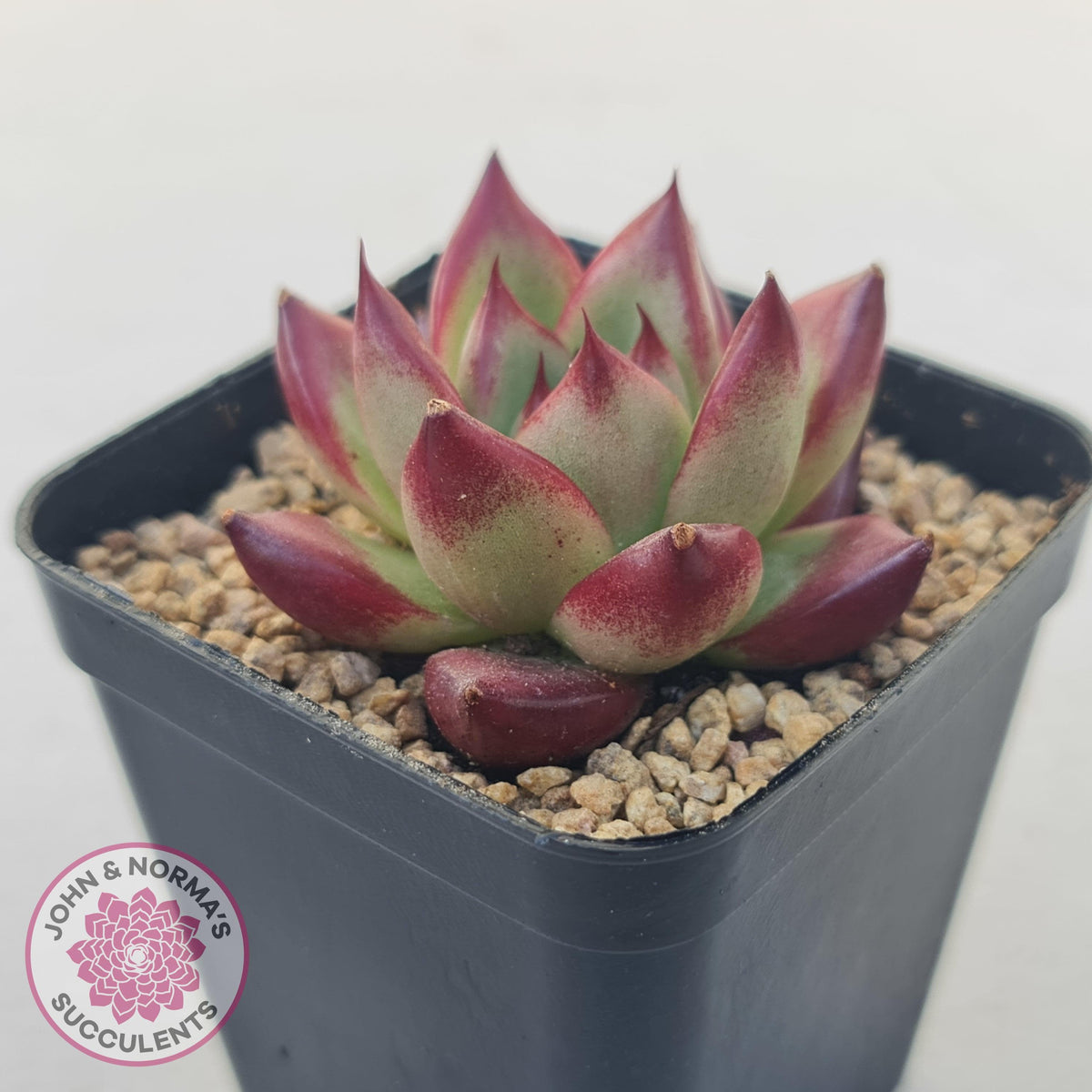 Echeveria Agavoides Angela