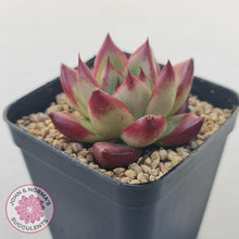 Load image into Gallery viewer, Echeveria Agavoides Angela - John & Norma's Succulents Australia