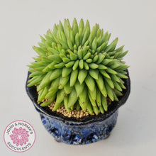 Load image into Gallery viewer, Echeveria agavoides corderoyi crest