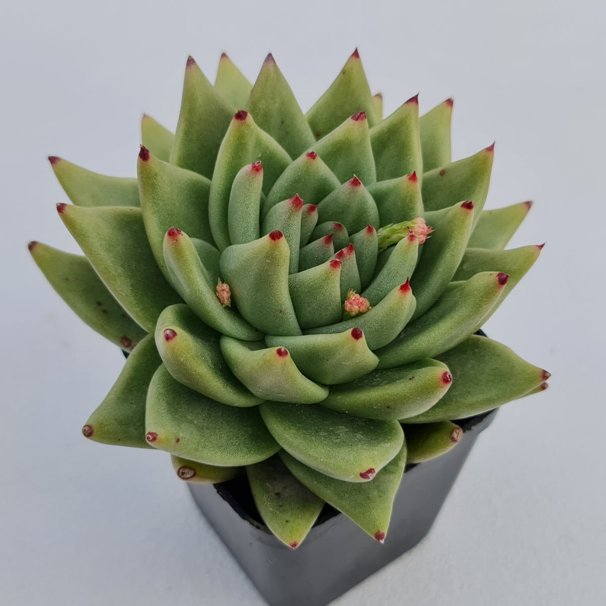 Echeveria agavoides 'Corderoyi' aka 'Aquamarine'