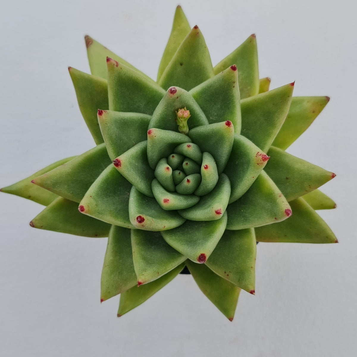 Echeveria agavoides 'Corderoyi' aka 'Aquamarine'