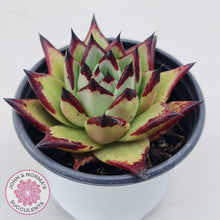 Load image into Gallery viewer, Echeveria agavoides Ebony