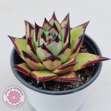 Load image into Gallery viewer, Echeveria agavoides Ebony