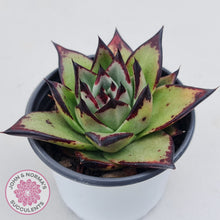 Load image into Gallery viewer, Echeveria agavoides Ebony