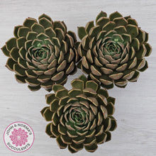 Load image into Gallery viewer, Echeveria Agavoides Mira