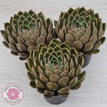 Load image into Gallery viewer, Echeveria Agavoides Mira
