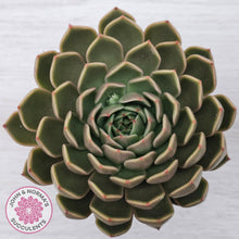 Load image into Gallery viewer, Echeveria Agavoides Mira