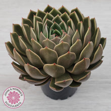 Load image into Gallery viewer, Echeveria Agavoides Mira