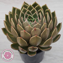 Load image into Gallery viewer, Echeveria Agavoides Mira