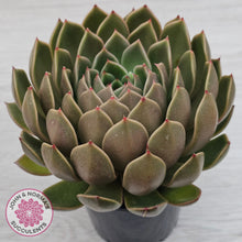 Load image into Gallery viewer, Echeveria Agavoides Mira