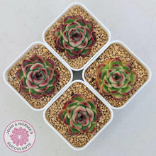 Load image into Gallery viewer, Echeveria Agavoides 'Mont Blanc' - John & Norma's Succulents Australia
