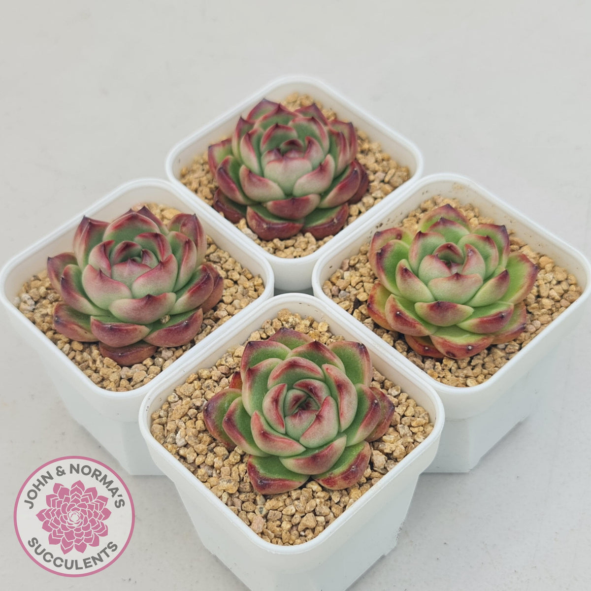 Echeveria Agavoides 'Mont Blanc'