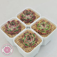 Load image into Gallery viewer, Echeveria Agavoides 'Mont Blanc' - John & Norma's Succulents Australia