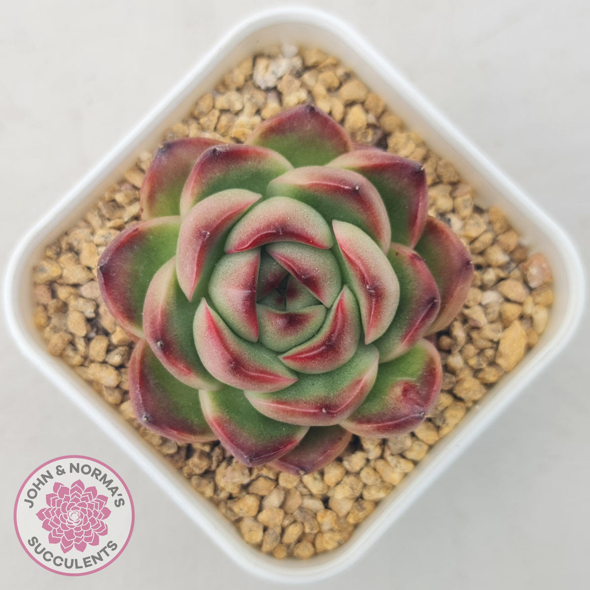 Echeveria Agavoides 'Mont Blanc'