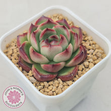 Load image into Gallery viewer, Echeveria Agavoides 'Mont Blanc' - John & Norma's Succulents Australia