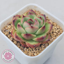 Load image into Gallery viewer, Echeveria Agavoides 'Mont Blanc' - John & Norma's Succulents Australia