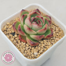 Load image into Gallery viewer, Echeveria Agavoides 'Mont Blanc' - John & Norma's Succulents Australia