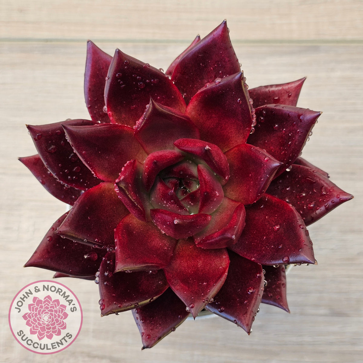 Echeveria agavoides 'Romeo Rubin' - Large