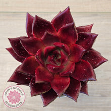 Load image into Gallery viewer, Echeveria Agavoides Romeo Rubin - Large