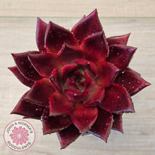 Load image into Gallery viewer, Echeveria agavoides 'Romeo Rubin' - Large