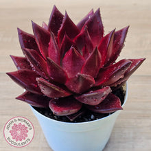 Load image into Gallery viewer, Echeveria Agavoides Romeo Rubin - Large
