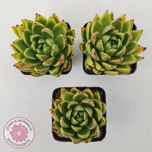 Load image into Gallery viewer, Echeveria agavoides sp.