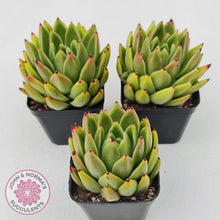 Load image into Gallery viewer, Echeveria agavoides sp.