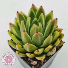 Load image into Gallery viewer, Echeveria agavoides sp.