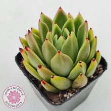 Load image into Gallery viewer, Echeveria agavoides sp.
