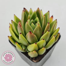 Load image into Gallery viewer, Echeveria agavoides sp.