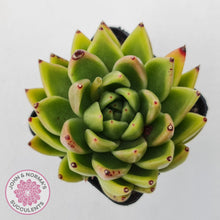 Load image into Gallery viewer, Echeveria agavoides sp.