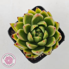 Load image into Gallery viewer, Echeveria agavoides sp.