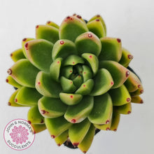 Load image into Gallery viewer, Echeveria agavoides sp.