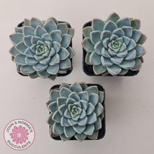 Load image into Gallery viewer, Echeveria 'Alabaster Magic'